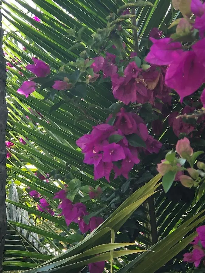 Habitation Baliache - Maison Creole Avec Jardin Privatif, Plage A 200M ديساي 0*,